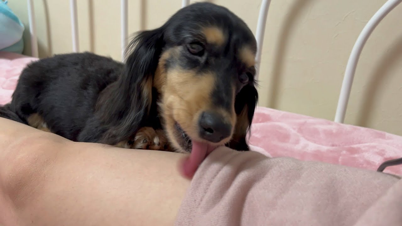 飼い主が好きすぎて手足をぺろぺろ舐めるのをやめられない犬【ミニチュアダックスフンド】