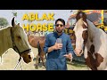 Ablak Ablaq Horse For Sale Chandi Nukra Ghoda Mandi Aminpur Bangla Faisalabad Ablak Ablaq Horse For Sale Chandi Nukra Ghoda Mandi Aminpur Bangla Faisalabad