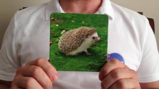 Pia Polya Zeka Gelişim Kartları Hayvanlar Seti