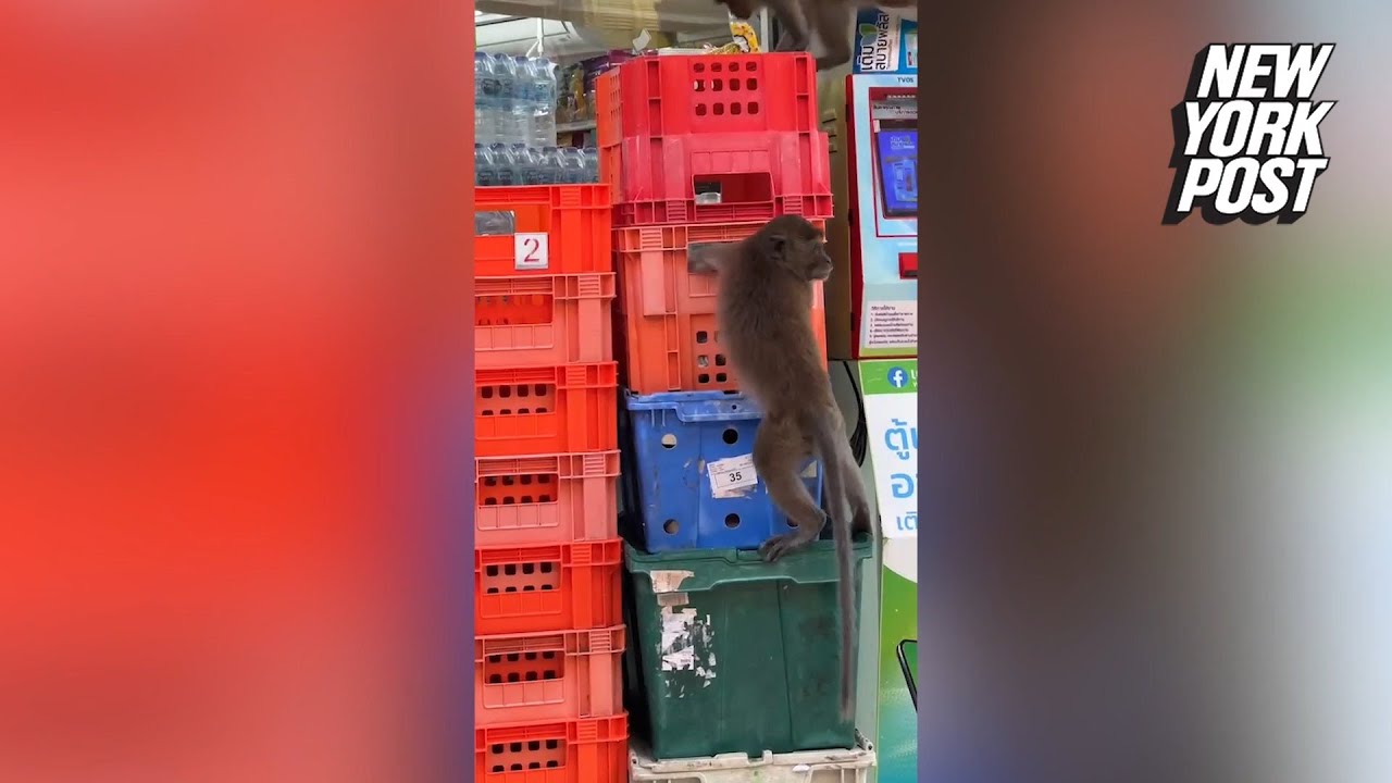 Vingança da natureza: macacos invadem mercado e espalham o caos para roubar  bananas - Hora 7 - R7 Hora 7