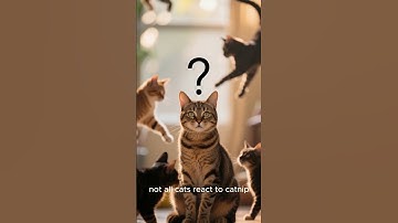 Why Do Cats Go Crazy For Catnip?
