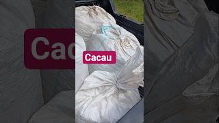 cacau no saco #cacau #fazenda #agro #roça