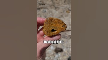 I found a beautiful Arachnophyllum Fossil rock hounding along Lake Michigan! #lakemichigan #fossil