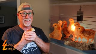 My Dad's Obsessed With His Chickens!
