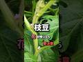 枝豆、花が咲いたら要注意