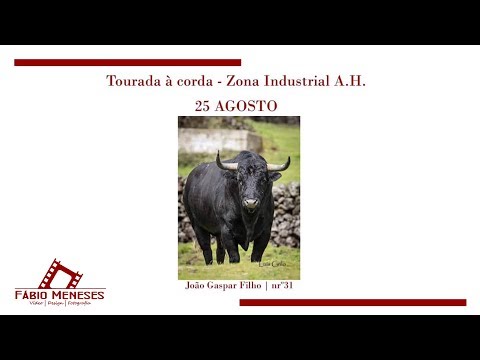 3ºTouro com nº31 na ZONA INDUSTRIAL-ANGRA Ganadaria JG - 25AGO2019 Terceira Island Bullfight