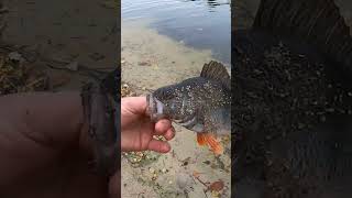 Чікс... )) #крутарибалка #fishing #carpfishing #спінінг #щука #окунь