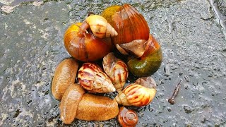 MISI PENYELAMATAN! Mencari Bekicot, Keong Mas, Keong Sawah, Siput Gepeng Dan Siput Lintah