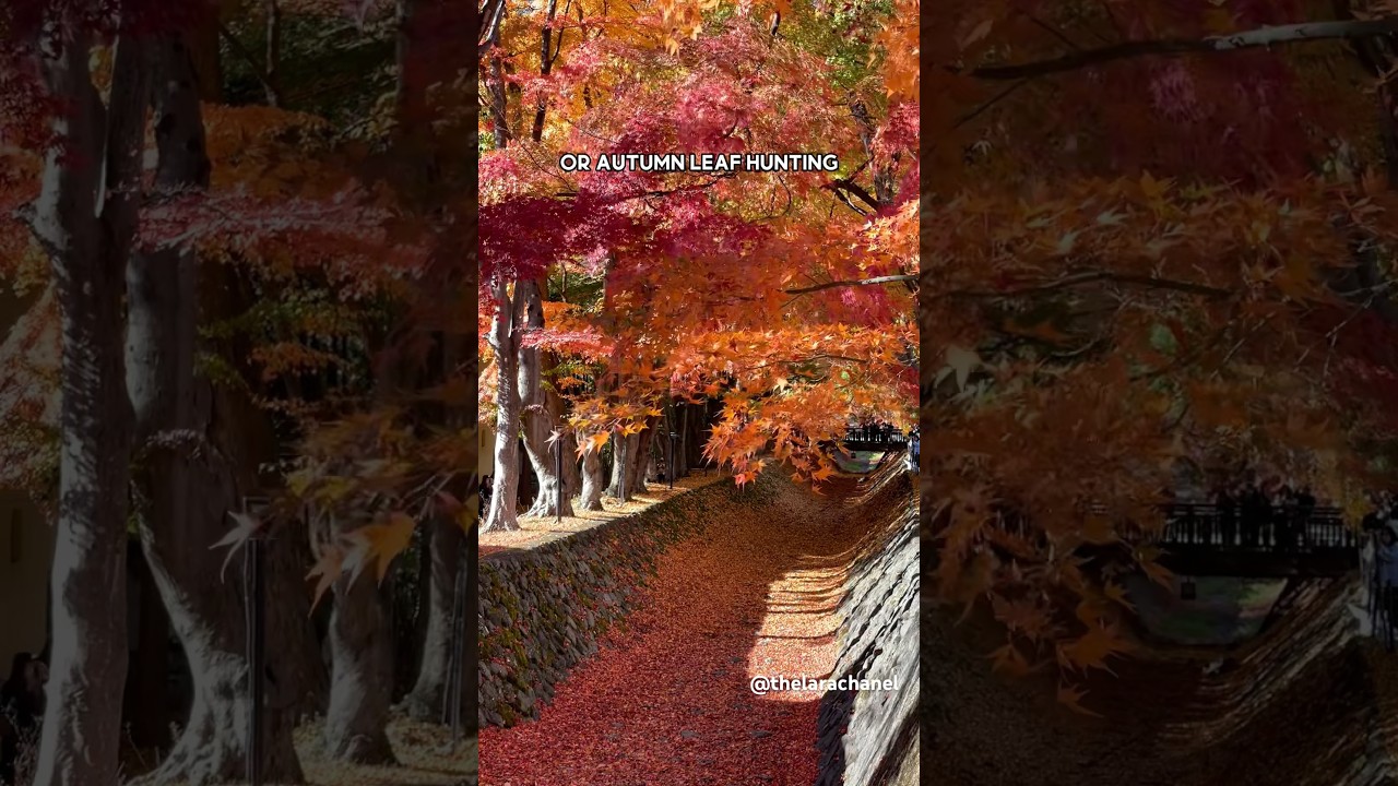 Who’s coming to Japan in November? 🙋‍♀️