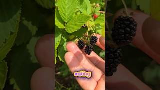 Free Blackberries #foraging #wildlife #plants #food #health #organic