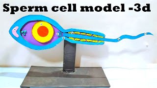 Sperm Model