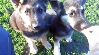Щенки ВЕО (подготовка к ОКД) Щенки ВЕО (подготовка к ОКД)