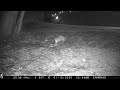 Opossum Feeding on the Lawn