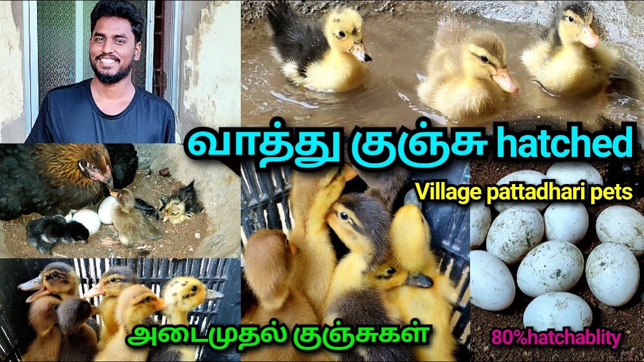 வாத்து குஞ்சுகள் hatched அடை முதல் குஞ்சுகள் \\hatching 80% \\ village patttadhari pets upgraded \\