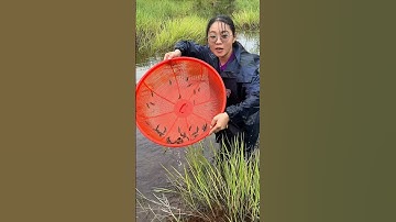 Vớt cá lia thia lên keo đẹp thiệt cả nhà ơi #shorts