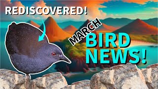 March's BIGGEST Bird Stories: Birds Declining, Extinct Bird Rediscovered, Rare birds, and MORE!