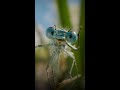 Damsel Fly Defense Strategies