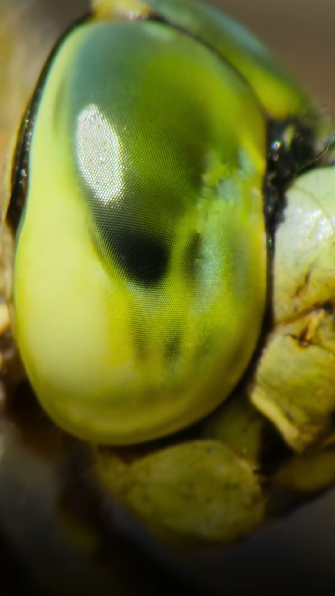 These damselflies are ready to battle for the skies #ARealBugsLife