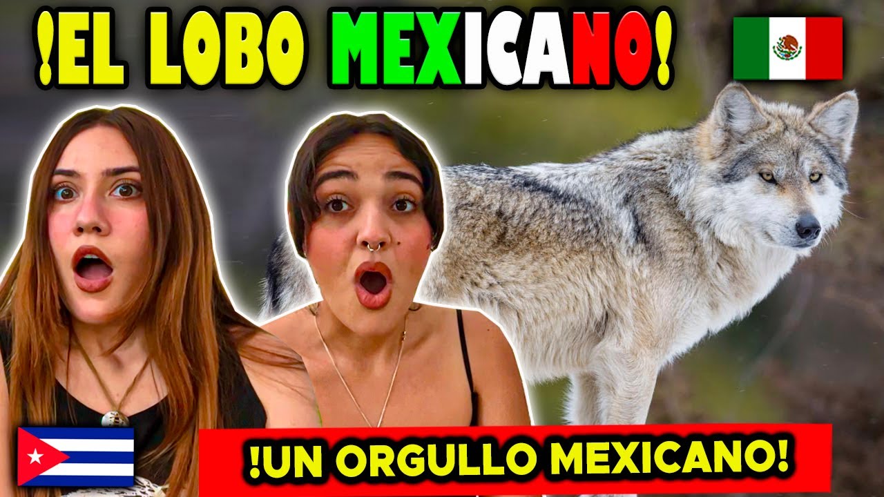 CALUPOH (PERRO LOBO MEXICANO) 9 COSAS que debes SABER - CUBANAS REACCIONAN