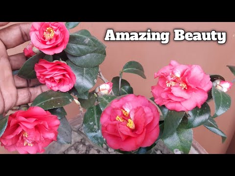 Video: Camellia (67 Fotos): Hvad Er Det? Indendørs Blomsterpleje Derhjemme. Beskrivelse Af Kamelia Rød Og Hvid, Pink Og Andre Sorter