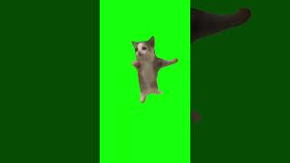 Happy Happy Happy Cat / Green Screen