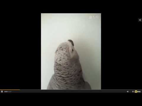 Talking parrot had a conversation with his owner in Chinese 鹦鹉和主人用北京话聊天