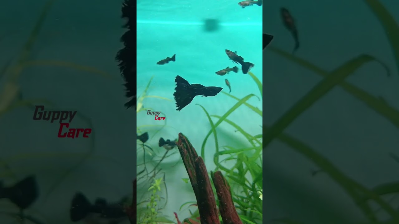 Guppy Fast Growth Tips✅ 