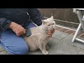 Cats - Brushing our British Shorthair Cat - Britney の動画、YouTube動画。