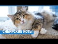 В красноярском питомнике сохраняют породу сибирских кошек | NGS24.ru