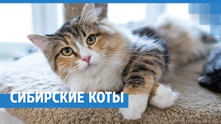 В красноярском питомнике сохраняют породу сибирских кошек | NGS24.ru