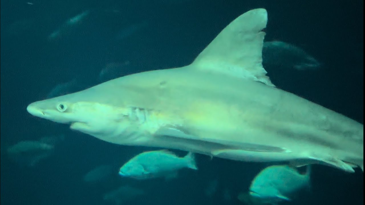 Sharks at the South Carolina Aquarium POV : Shark exhibits, touch tank, and virtual reality diving