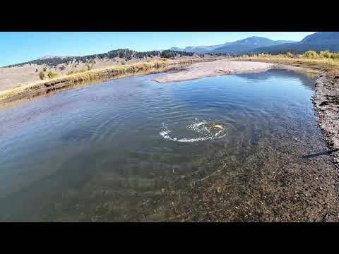Fly Fishing in Yellowstone