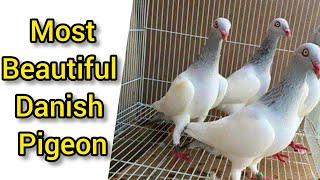 Most beautiful pigeon in the world/Danish pigeon।।ড্যানিশ কবুতর।।Pets Price & Tips