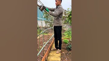 Thumbnail of Bamboo greenhouse for growing vegetables