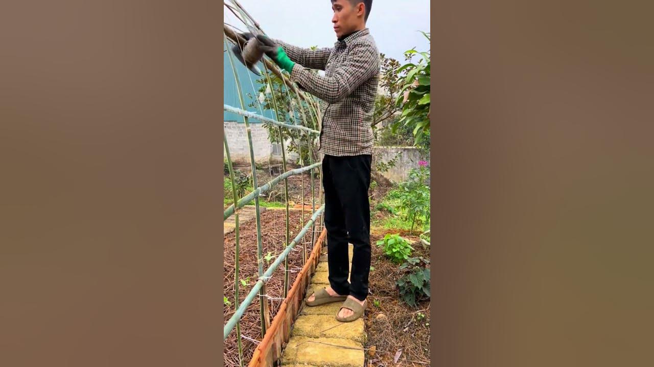 Bamboo greenhouse for growing vegetables