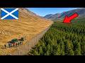 Schottland Errichtete Einen 35km Langen Zaun In Einem Sterbenden Wald - Das Ergebnis war Unglaublich