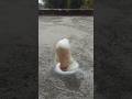 🌋Volcano Eruption Kaise Banaen😱  | Kids Experiment #volcanoexperiment #shorts