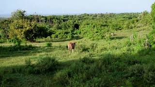 Beautiful brown Heifer | Cattle farm | Crocus bag Farmer Rasta Farming Jamaica The Crocus Bag Farmer