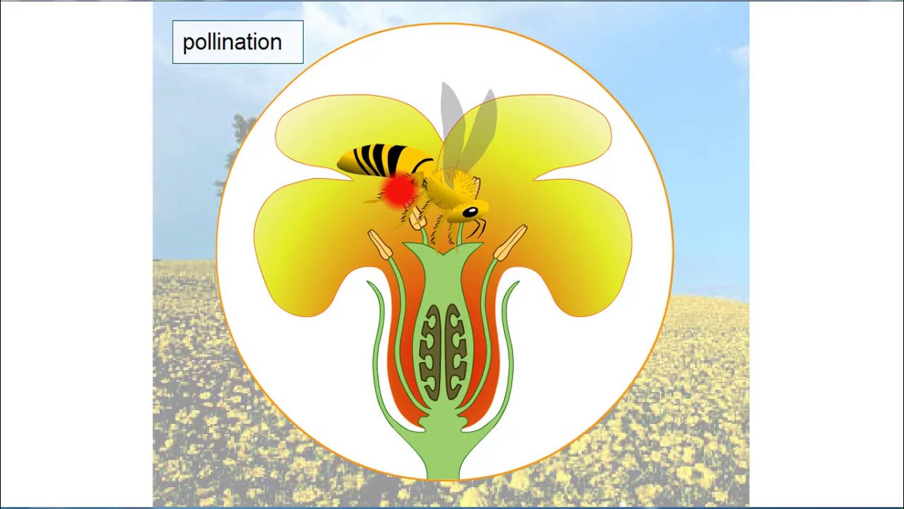 Flowering Plant Reproduction YouTube
