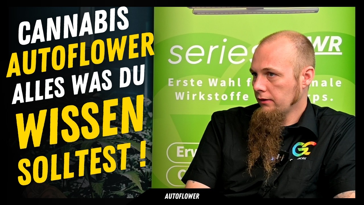 Cannabis Autoflower  : Alles was du wissen solltest bevor du eine Automatic anbaust . Für Einsteiger
