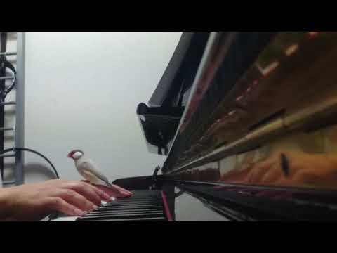 【B'z イチブトゼンブ】ぷりんと楽譜ピアノ(ソロ)初級 /文鳥ちゃんが歌います♪ 趣味のピアノ時間