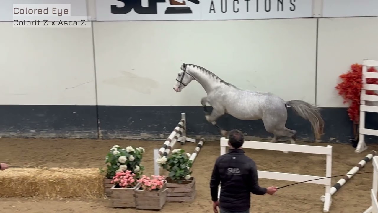 SLF 22-12-2025: Colored Eye vh Bergerhof, stallion, 2022 by Colorit Z