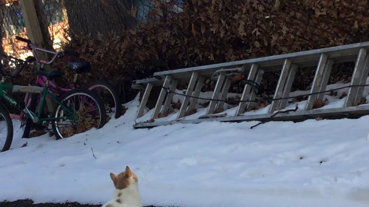 Why is my cat outside part 2 p/ official music video YouTube