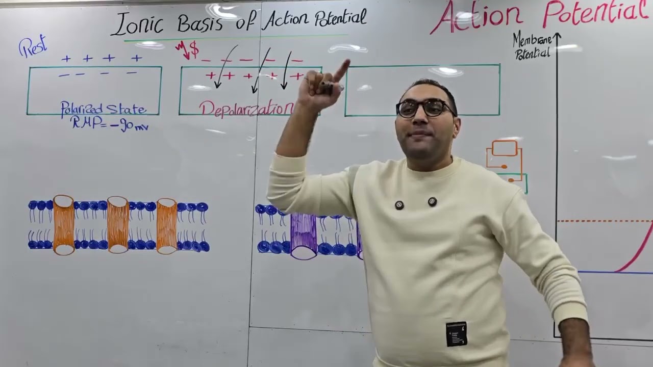Nerve {Action Potential}-القصر العيني 199