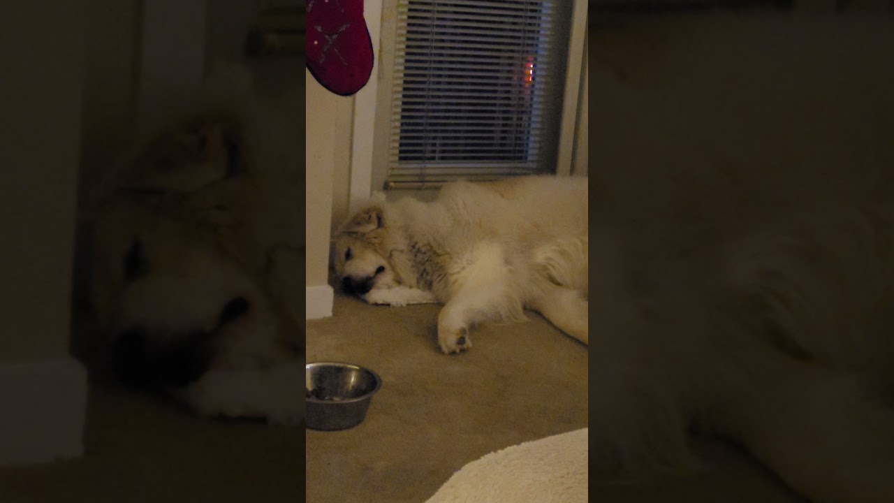 Great Pyrenees Sleeping