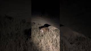 Male Lion Roaring At Night