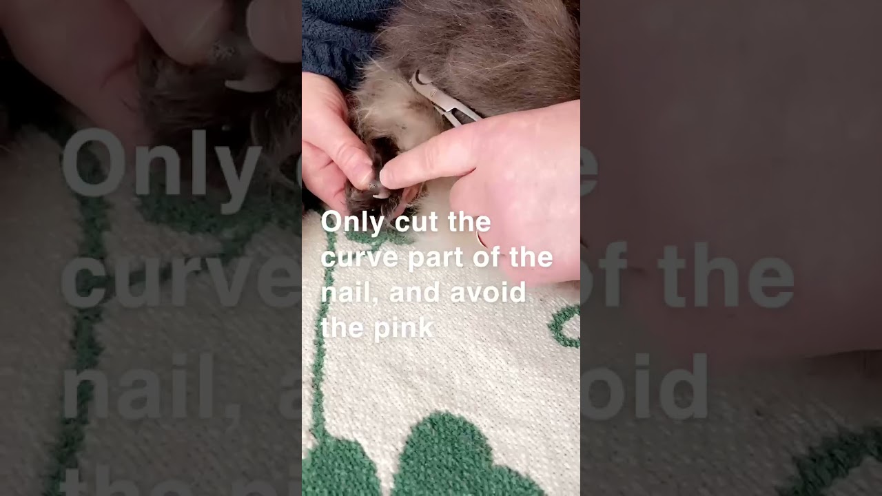 clipping cats nails YouTube