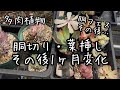 【多肉植物】葉挿し・胴切りした後1ヶ月でこうなります!