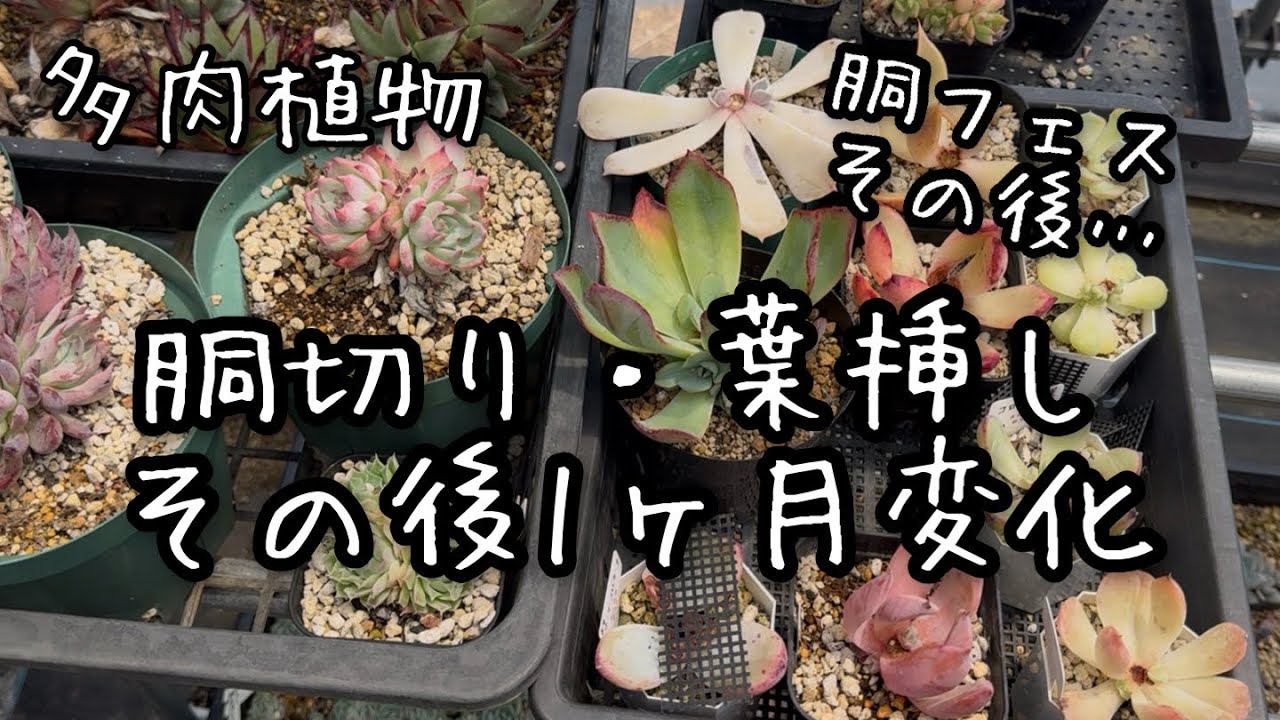 【多肉植物】葉挿し・胴切りした後1ヶ月でこうなります!