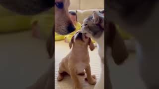 I The Video? Hit Like, Share Your Thoughts, And Subscribe Now